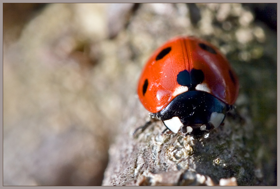 Ladybug