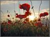 Klatschmohn am Abend