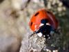 Ladybug